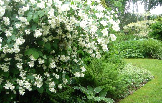 Чубушник – необычный кустарник для сада, ложный жасмин. Секреты выращивания и ухода за чубушником (фото)