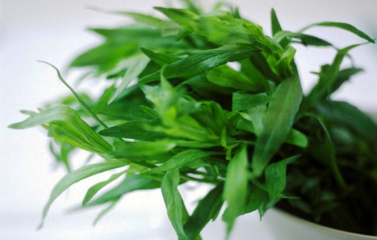 Эстрагон: полезные свойства многолетнего растения и области его применения. Эстрагон (тархун) противопоказания
