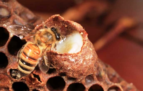 Пчелиное молочко: полезные свойства «чудодейственного эликсира». Пчелиное молочко: противопоказания к употреблению продукта