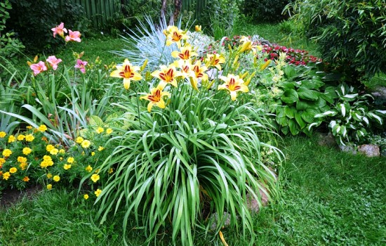 Как посадить лилейники в открытом грунте - выращиваем неприхотливую красоту. Правила ухода за лилейниками в саду (фото)