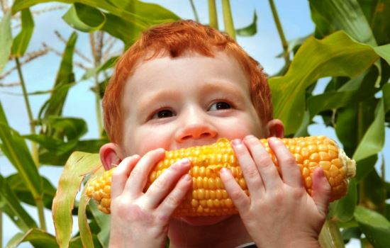Кукуруза: полезные свойства для организма человека. Кукуруза: полезные свойства продукта в народной медицине и косметологии