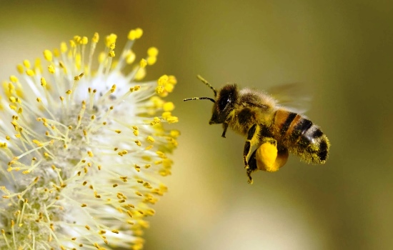 Народные способы лечения пыльцой пчелиной: полезные свойства. Рецепты на основе пчелиной пыльцы, противопоказания