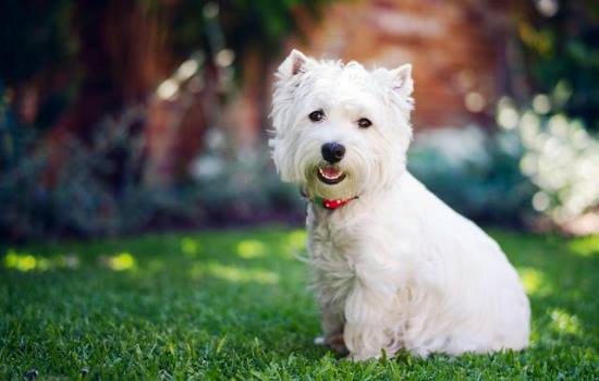 К чему снится белая собака? Основные толкования: к чему снится белая собака, добрая или злая, большая или маленькая