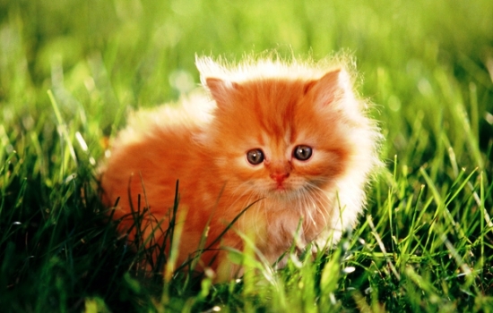 К чему снится рыжий котенок: самые точные толкования известных сонников. Чего ждать, если приснился рыжий котенок