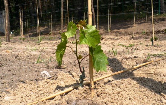 Как правильно подготовить и посадить виноград осенью. Особенности посадки винограда осенью саженцами