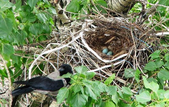 К чему снится гнездо: пустое, разорённое, с яйцами, с птенцами? Основные толкования: к чему снится гнездо