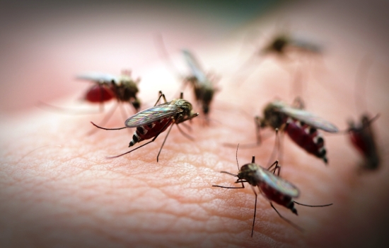 К чему снятся комары по толкованию популярных сонников. К чему снятся комары кусающие, жужжащие, вьющиеся роем