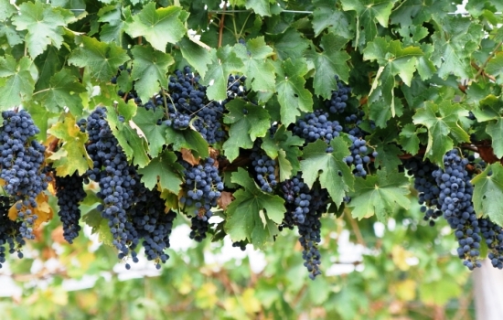 Посадка винограда в Подмосковье: тонкости выращивания и ухода. Описание лучших сортов винограда для Подмосковья