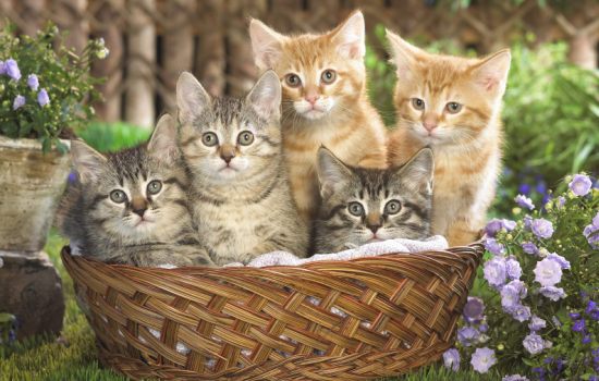К чему снятся котята: родившиеся на ваших глазах, маленькие, слепые котята? Основное толкование - к чему снится много котят