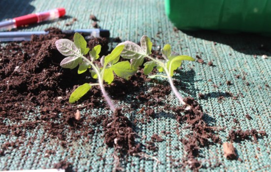 Китайский способ выращивания высокорослых томатов. Как посеять семена и распикировать рассаду томатов китайским способом