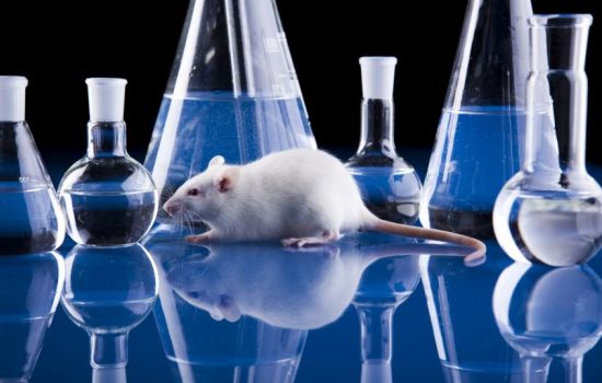 До чего дошёл прогресс: органы мышей выращивают в крысах. Можно ли будет создать человеческие органы в теле животных?
