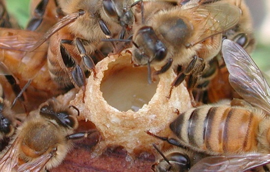 Характеристики пчелиного молочка, польза для здоровья взрослых и детей. Использование пчелиного маточного молочка в медицине: рецепты