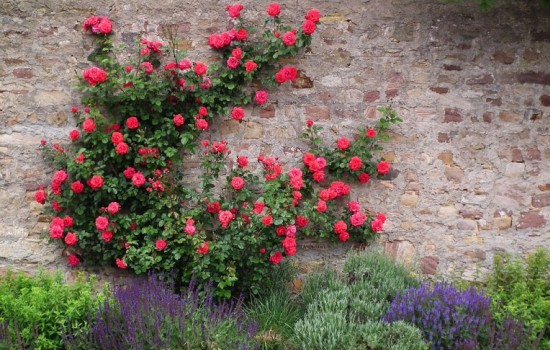 Особенности посадки плетистых роз: виды опор. Как правильно осуществлять уход за плетистыми розами, полив, подкормки