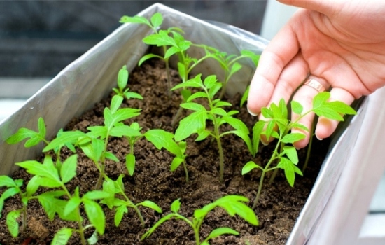 Как посадить томаты для открытого грунта: лучшие сорта, сроки посева и правила выращивания. Схема посадки томатов в грунт