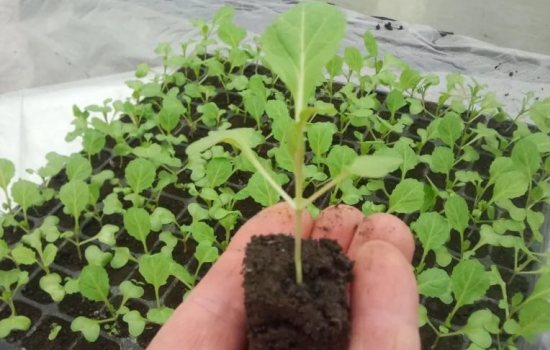 Когда сажать рассаду капусты брокколи? Способы посадки и правила выращивания рассады капусты брокколи дома