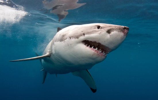 К чему снится акула, что акулы преследуют и кусают во сне? Основные толкования - к чему снится акула чёрная или белая