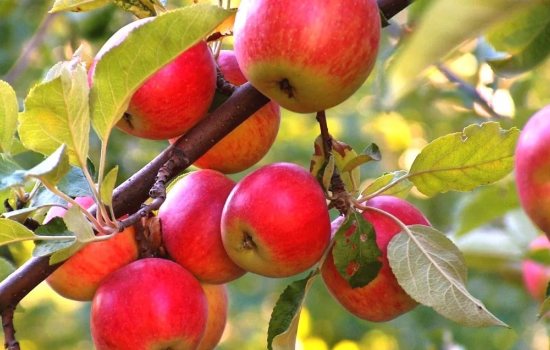 Самые распространенные болезни яблонь: с фото и описанием. Все способы борьбы с болезнями на яблонях: народные и научные