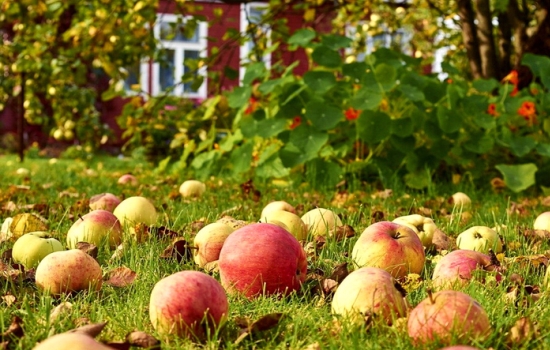 Наиболее подходящие сорта яблонь для Подмосковья: описание. Какие сорта яблок выбрать для Подмосковья, чем они отличаются?