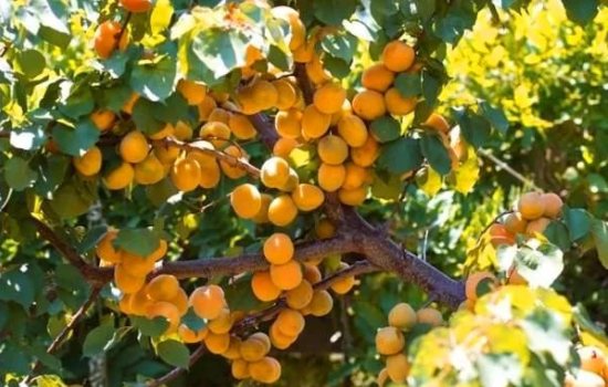 Выращивание абрикоса, выбор сеянца, последовательность посадки. Как вырастить абрикос для к вашей местности – из косточки