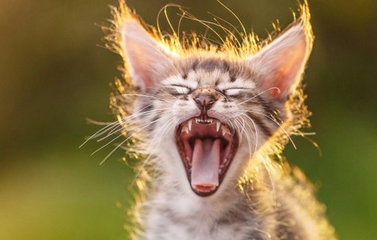 У котенка пахнет изо рта: причины, с чем это может быть связано? У котенка пахнет изо рта: что делать, как правильно ухаживать?