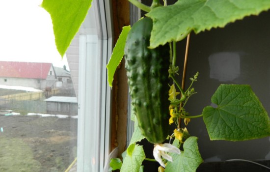 Выращивание огурцов на подоконнике в зимнее время. Как получить урожай огурцов в квартире: выбор семян, подкормка и формировка куста