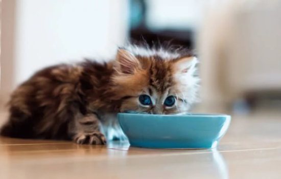 Чем кормить котенка домашней едой, что можно и категорически нельзя? Чем кормить котенка: домашней пищей или сухим кормом?
