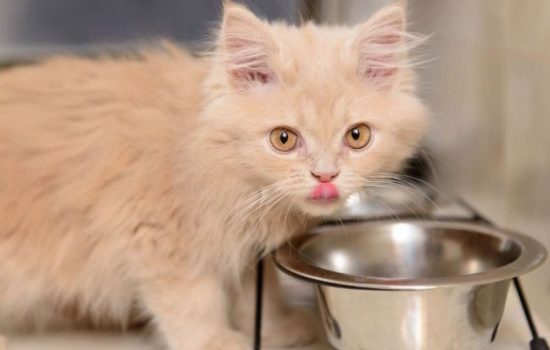 Чем кормить котенка в 4 месяца: состав рациона. Как приготовить правильный корм для четырехмесячного котёнка, чего ему давать нельзя