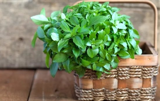 Базилик: выращивание и уход за пряным растением. Как выращивать базилик, на приусадебном участке в теплице и открытом грунте