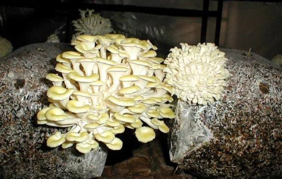 Выращивание мицелия съедобных грибов – возможно ли его изготовить дома? Как самому получить мицелий высокого качества