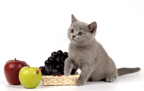 Чем кормить котенка британца? Подбираем продукты для кормления и составляем полноценный рацион для котенка британской породы