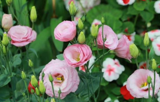 Ирландская роза (эустома): тропическая красавица в саду и на подоконнике. Уход за эустомой в цветнике и домашних условиях