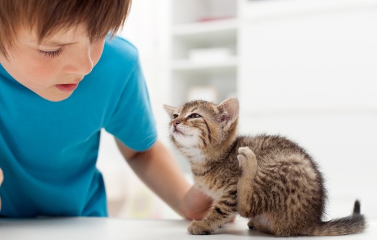 Как избавить котенка от блох: лечение и профилактика. Диагностика заражения котёнка блохами: симптомы и первая помощь