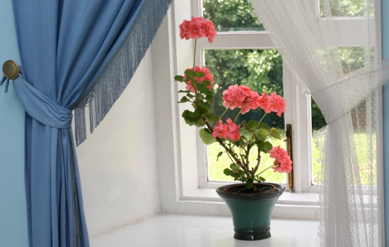Задумываетесь о пользе герани в доме, прежде чем поставить ее на окно? Герань – особое растение, можно получить и пользу, и вред