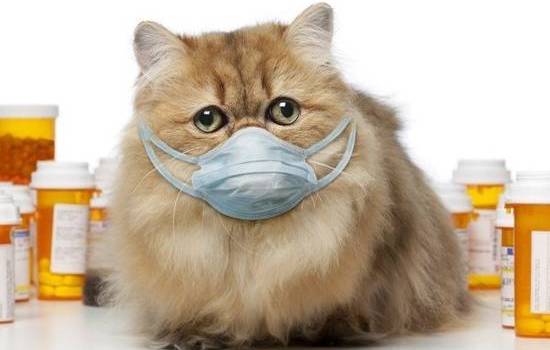 Насморк у котенка: первая помощь, чем лечить, нужно ли везти к ветеринару. Как быть, если у маленького котёнка сопли