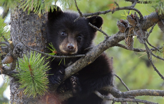 К чему снится медвежонок, кормить медвежонка и играть с ним? Основные толкования разных сонников - к чему снится медвежонок