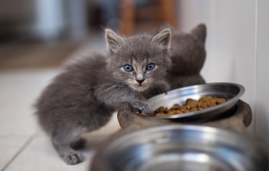 Почему котенок не ест сухой корм? Что делать, если котенок не ест сухой корм, нужно ли приучать