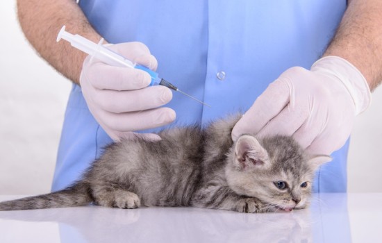 Первая прививка котёнку: правила и противопоказания. Когда и какие прививки делать котятам