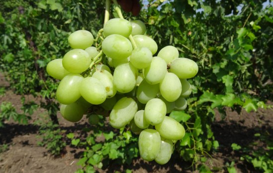 Сорт винограда Талисман - фото, характеристики, особенности посадки и ухода. Как украсить свой участок красивым и сладким Талисманом
