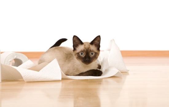 Глисты у котёнка: симптомы, причины глистов у котёнка. Что делать, если глисты у котёнка мешают питомцу нормально жить