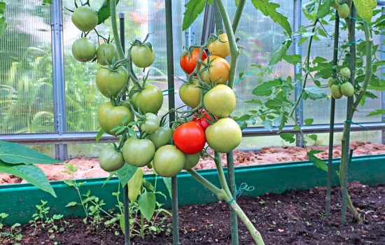 Лучшие сорта томатов для теплицы из поликарбоната – характеристики, особенности посадки, выращивания и ухода. Как выбрать сорт томатов?
