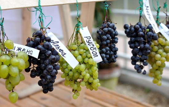 Виноград сорта для средней полосы России – характеристики сортов, описание. Выращивание винограда в регионах с суровыми зимами