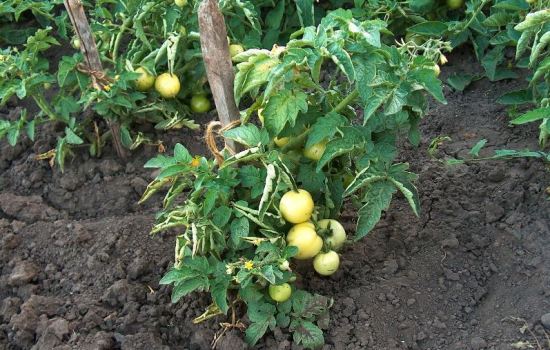 Лучшие сорта томатов для открытого грунта – характеристики гибридов и сортов. Качественные сорта томата – гарантия богатого урожая!