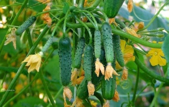 Самоопыляемые сорта огурцов – описание, преимущества. Как сеять семена самоопыляемых огурцов, правила ухода
