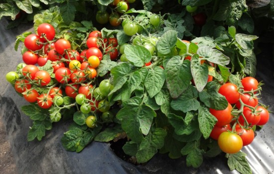 Низкорослые сорта томатов – сорта, особенности выращивания. Чем хороши низкорослые помидоры, какой сорт лучше выбрать?