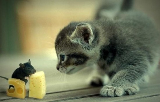 Сыр полезен для котят! Как часто можно добавлять в прикорм котёнку сыр: какие виды сыра и в каких количествах допустимы