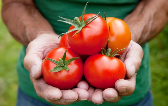 Урожайные сорта помидоров – по каким принципам выбирать. Какие нужны сорта помидоров, чтобы получить богатый урожай