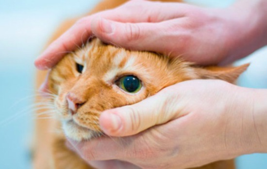 У котёнка гноятся глаза: чем лечить? Гноящиеся глаза котёнка лечить можно народными средствами или медикаментами
