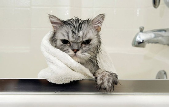 Как помыть котенка ( видео): выбор шампуня и правила проведения процедуры. Можно ли мыть котенка, с какого возраста и зачем это делать?