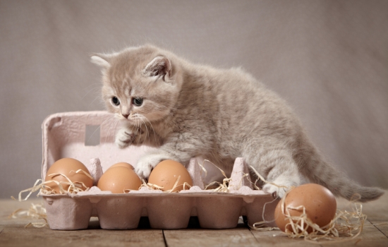 Яйцо котёнку: давать или не давать, можно ли котёнку скорлупу? Когда можно давать сырые или варёные яйца котятам