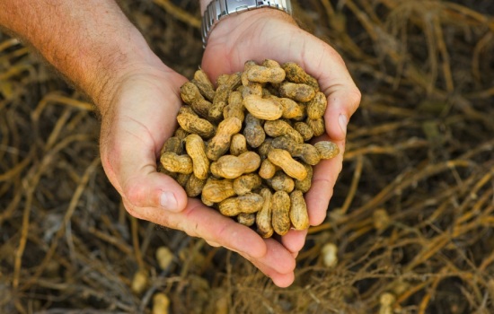 В чем польза земляных орехов: питательная ценность и состав. Какой вред несёт земляной орех – арахис, как усваивается, есть ли противопоказания